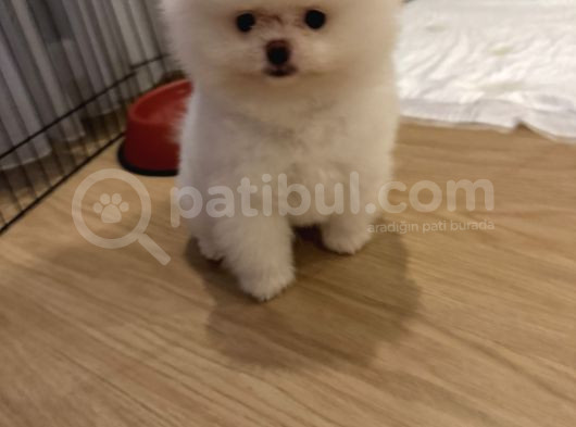 Enerjik Kartopu Tadında Pomeranian Boo görsel