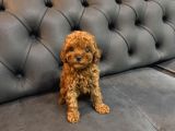 Toy Poodle Üst Kalite 1 Dişi 1 Erkek