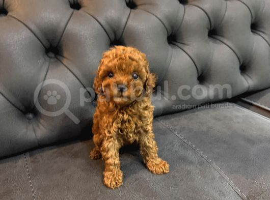 Toy Poodle Üst Kalite 1 Dişi 1 Erkek görsel