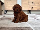 Toy Poodle Üst Kalite 1 Dişi 1 Erkek