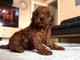 Toy poodle üst kalite 1 dişi 1 erkek