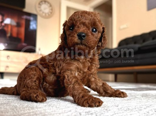 Toy Poodle Üst Kalite 1 Dişi 1 Erkek