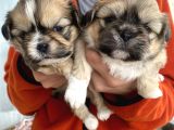 Mi̇ni̇ Boy Shihtzu Bebekleri̇m