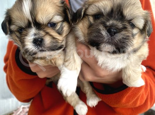 Mi̇ni̇ Boy Shihtzu Bebekleri̇m görsel