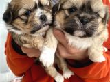 Mi̇ni̇ Boy Shihtzu Bebekleri̇m