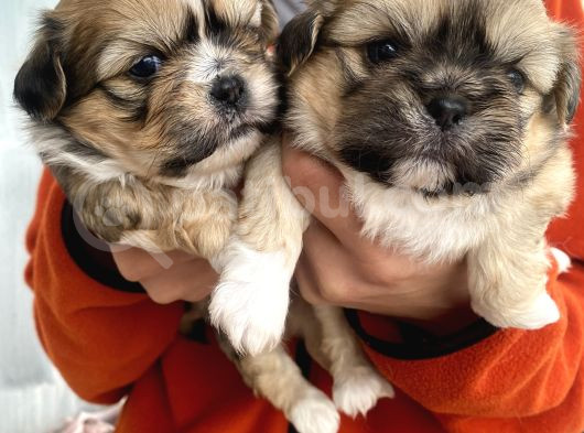 Mi̇ni̇ Boy Shihtzu Bebekleri̇m görsel