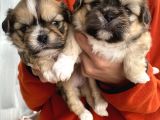 Mi̇ni̇ Boy Shihtzu Bebekleri̇m