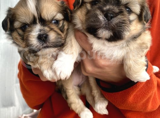 Mi̇ni̇ Boy Shihtzu Bebekleri̇m görsel