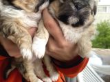 Mi̇ni̇ Boy Shihtzu Bebekleri̇m