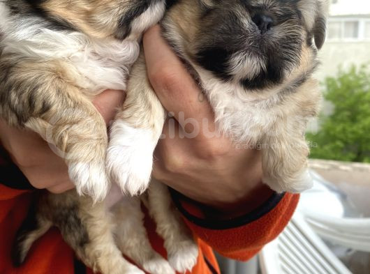 Mi̇ni̇ Boy Shihtzu Bebekleri̇m görsel