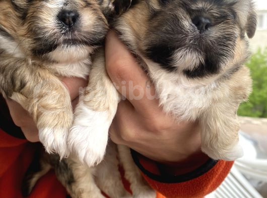Mi̇ni̇ Boy Shihtzu Bebekleri̇m görsel