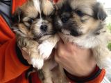 Mi̇ni̇ Boy Shihtzu Bebekleri̇m