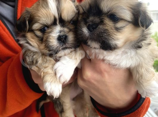 Mi̇ni̇ Boy Shihtzu Bebekleri̇m görsel