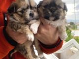Mi̇ni̇ Boy Shihtzu Bebekleri̇m
