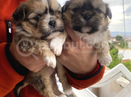 Mi̇ni̇ Boy Shihtzu Bebekleri̇m görsel