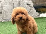 Mi̇ni̇ Boy Toy Poodle Kizimiz
