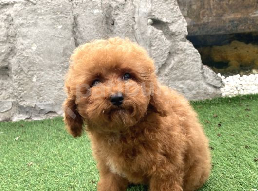 Mi̇ni̇ Boy Toy Poodle Kizimiz görsel