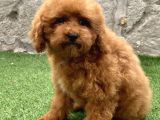 Mi̇ni̇ Boy Toy Poodle Kizimiz