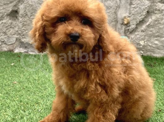 Mi̇ni̇ Boy Toy Poodle Kizimiz görsel