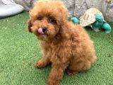 Mi̇ni̇ Boy Toy Poodle Kizimiz