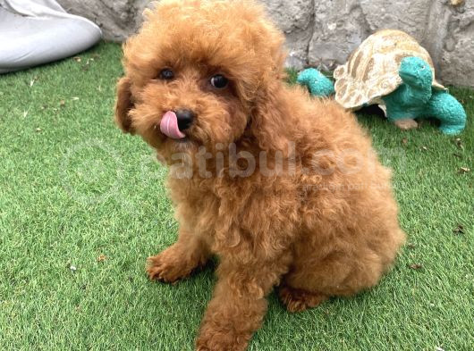 Mi̇ni̇ Boy Toy Poodle Kizimiz görsel