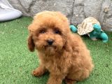 Mi̇ni̇ Boy Toy Poodle Kizimiz