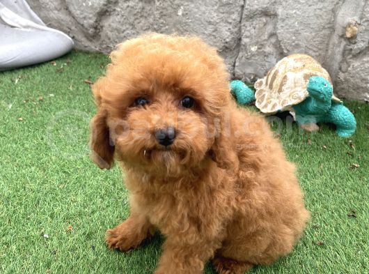 Mi̇ni̇ Boy Toy Poodle Kizimiz görsel