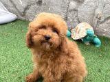 Mi̇ni̇ Boy Toy Poodle Kizimiz