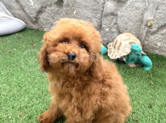 Mi̇ni̇ Boy Toy Poodle Kizimiz görsel