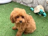 Mi̇ni̇ Boy Toy Poodle Kizimiz