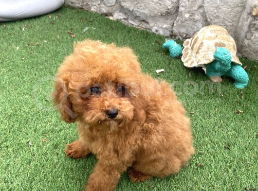 Mi̇ni̇ Boy Toy Poodle Kizimiz görsel