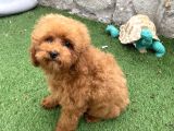 Mi̇ni̇ Boy Toy Poodle Kizimiz