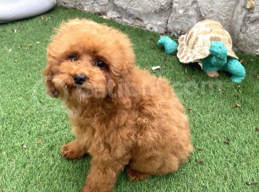 Mi̇ni̇ Boy Toy Poodle Kizimiz görsel