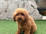 Mi̇ni̇ Boy Toy Poodle Kizimiz