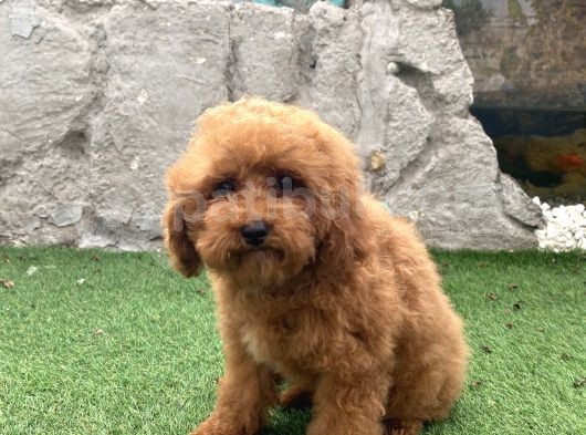 Mi̇ni̇ Boy Toy Poodle Kizimiz görsel