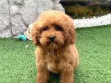 Mi̇ni̇ Boy Toy Poodle Kizimiz