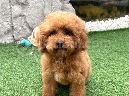 Mi̇ni̇ Boy Toy Poodle Kizimiz görsel