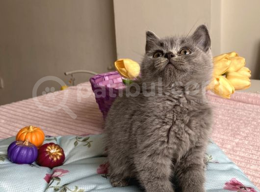 Kaliteli Oyuncu Sağlıklı Bebekler görsel