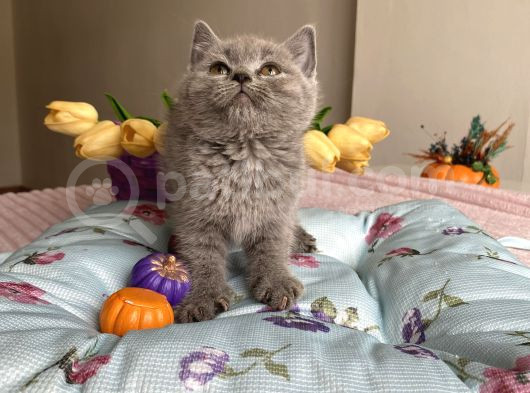 Kaliteli Oyuncu Sağlıklı Bebekler görsel
