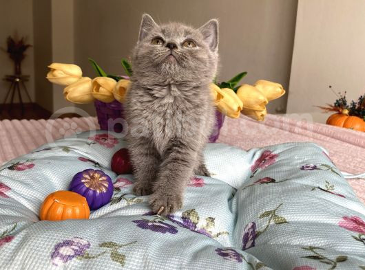 Kaliteli Oyuncu Sağlıklı Bebekler