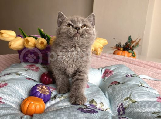 Kaliteli Oyuncu Sağlıklı Bebekler görsel