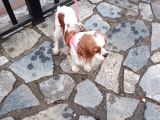 Dişi Cavalier - Ücretsiz Sahiplendirme
