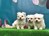 MALTESE TERRİER YAVRU