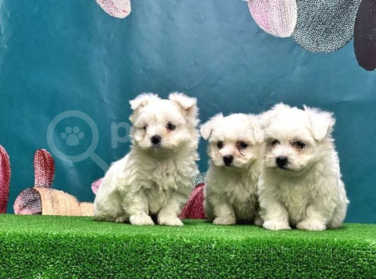 Maltese Terri̇er Yavru