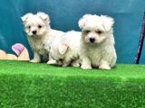 Maltese Terri̇er Yavru