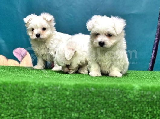 Maltese Terri̇er Yavru görsel