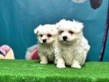 Maltese Terri̇er Yavru
