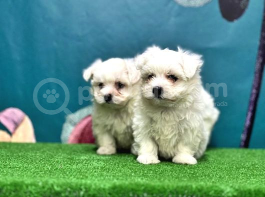 Maltese Terri̇er Yavru görsel