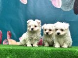 Maltese Terri̇er Yavru
