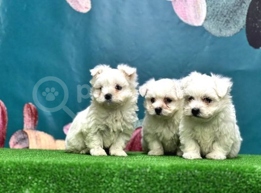 Maltese Terri̇er Yavru görsel